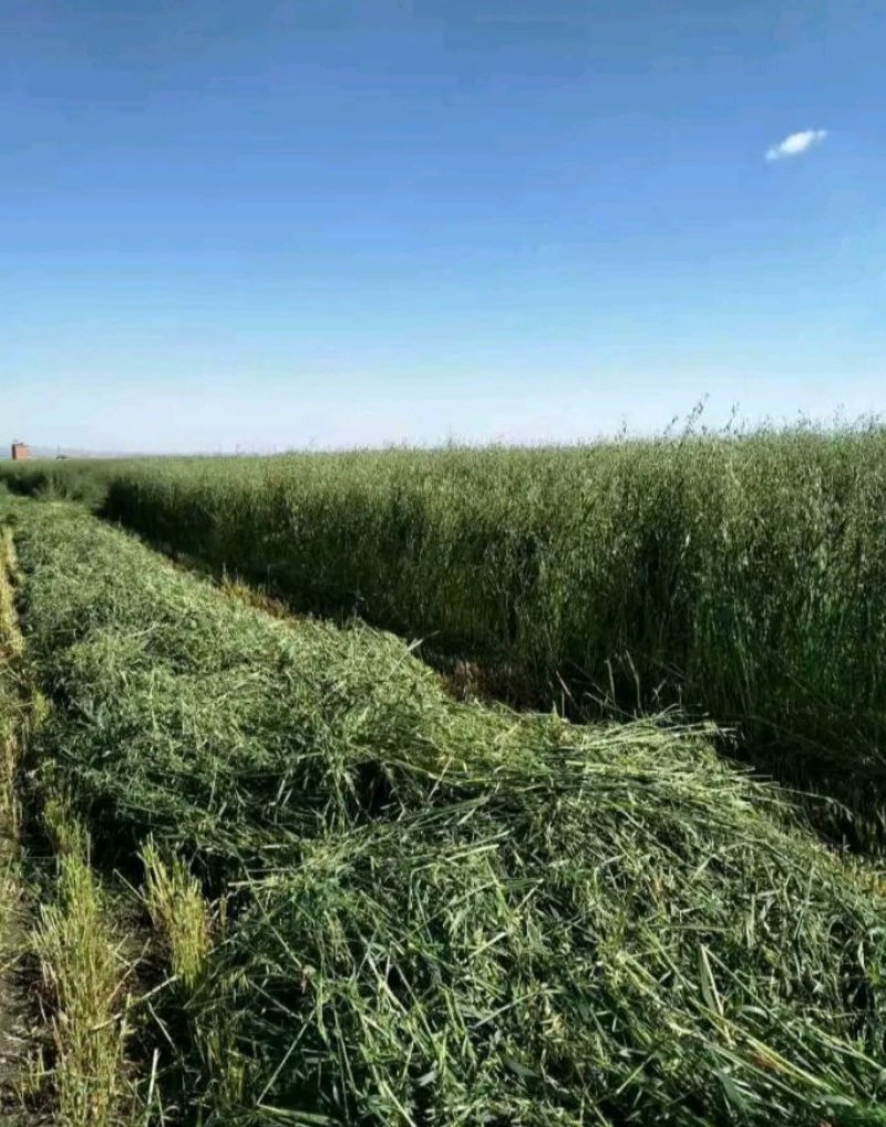 燕麦草甘肃燕麦草种植基地燕麦草产地燕麦草全国批发