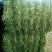 燕麦草甘肃燕麦草种植基地燕麦草产地燕麦草全国批发