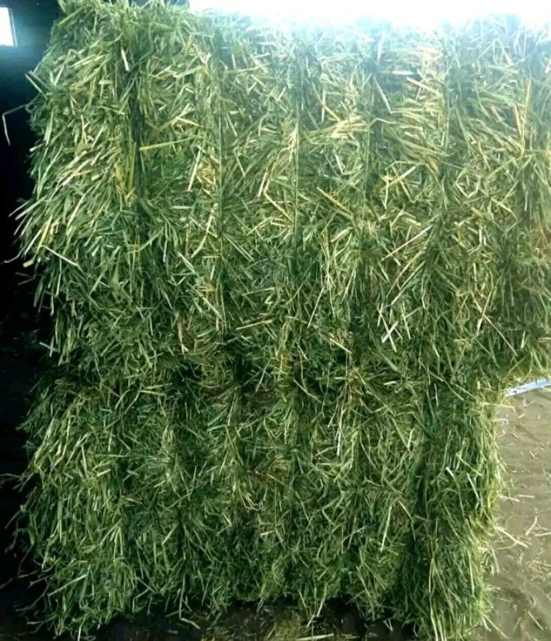 燕麦草甘肃燕麦草种植基地燕麦草产地燕麦草全国批发