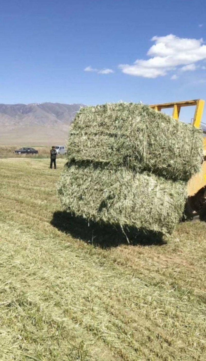 燕麦草甘肃燕麦草种植基地燕麦草产地燕麦草全国批发