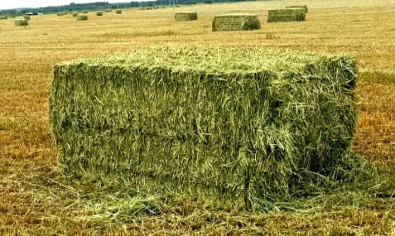 燕麦草甘肃燕麦草种植基地燕麦草产地燕麦草全国批发