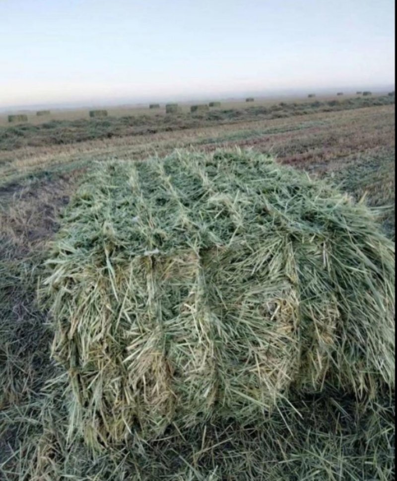 燕麦草甘肃燕麦草种植基地燕麦草产地燕麦草全国批发