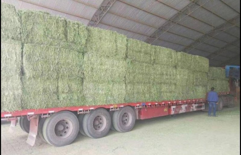 燕麦草甘肃燕麦草种植基地燕麦草产地燕麦草全国批发