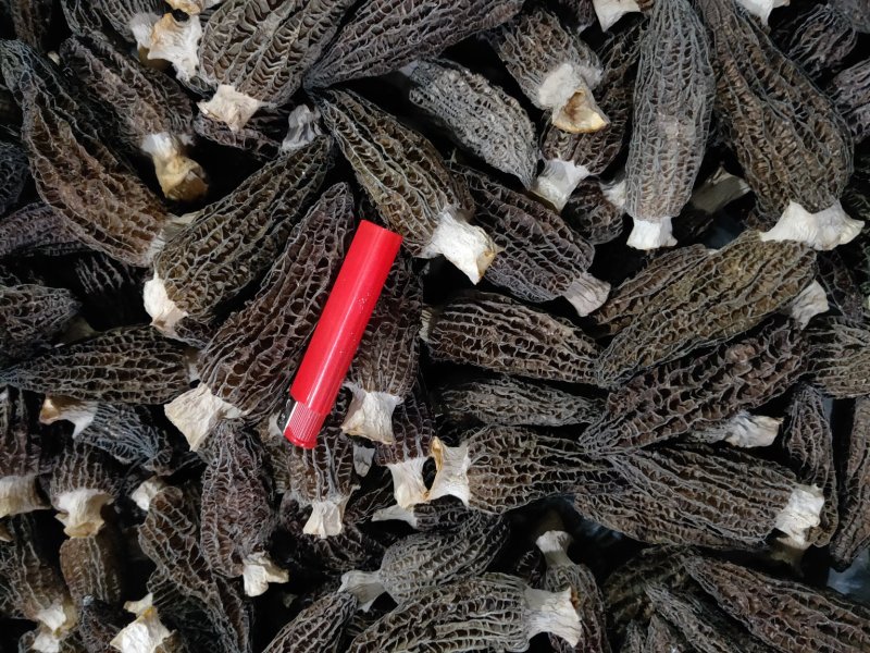 2020羊肚菌最新干货