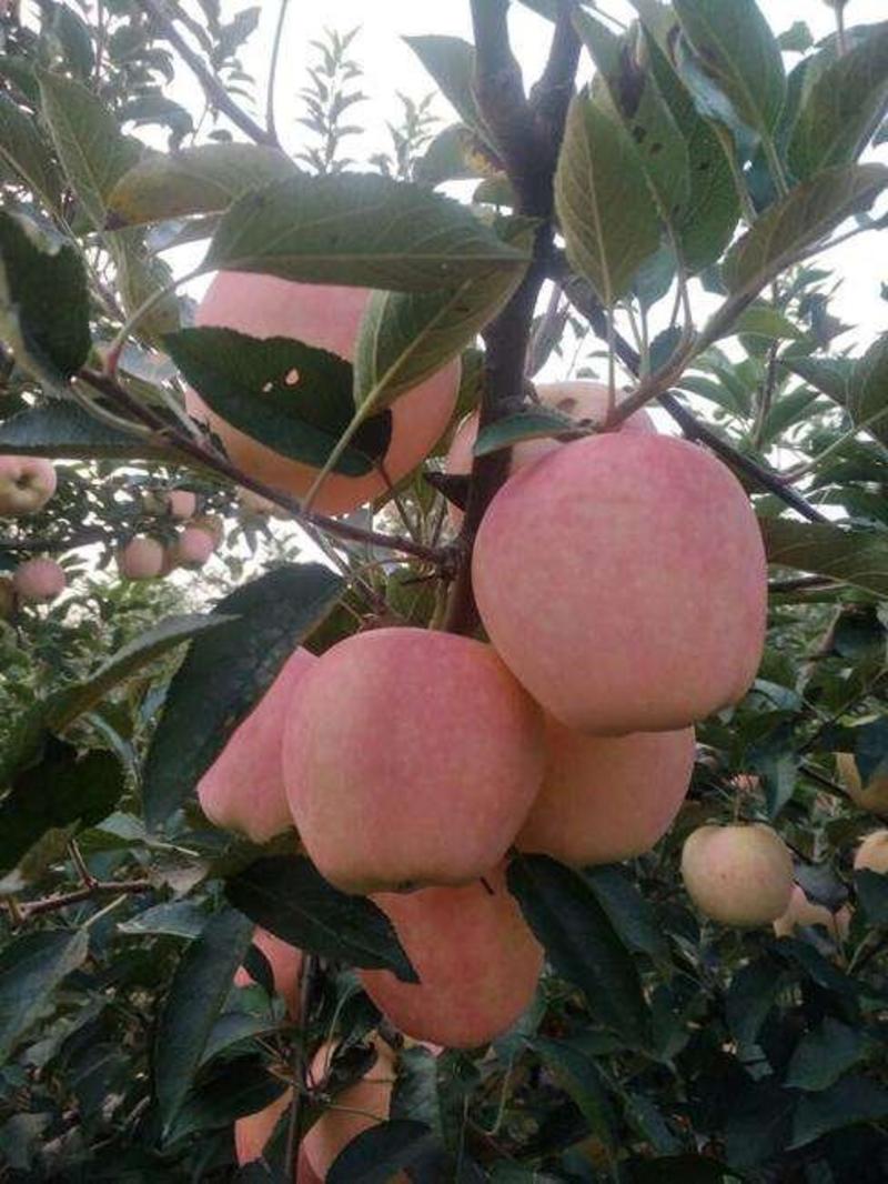 早熟优质美国8号苹果树苗保湿包装发货全国
