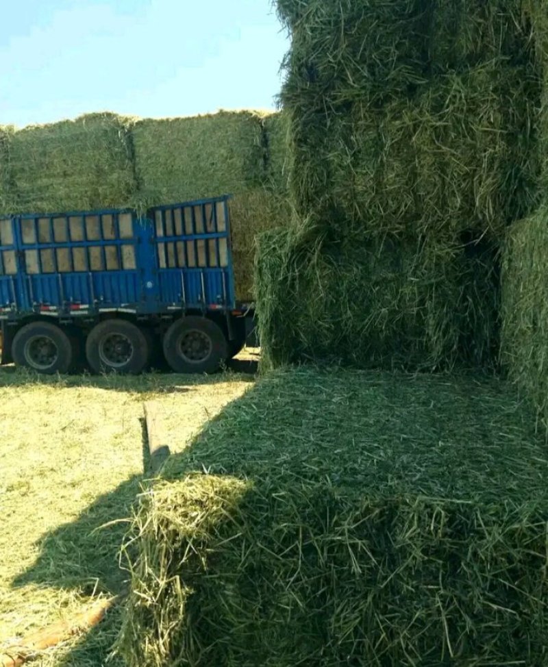 甘肃高山燕麦草质量很好，高糖燕麦草草干叶片多带籽燕麦