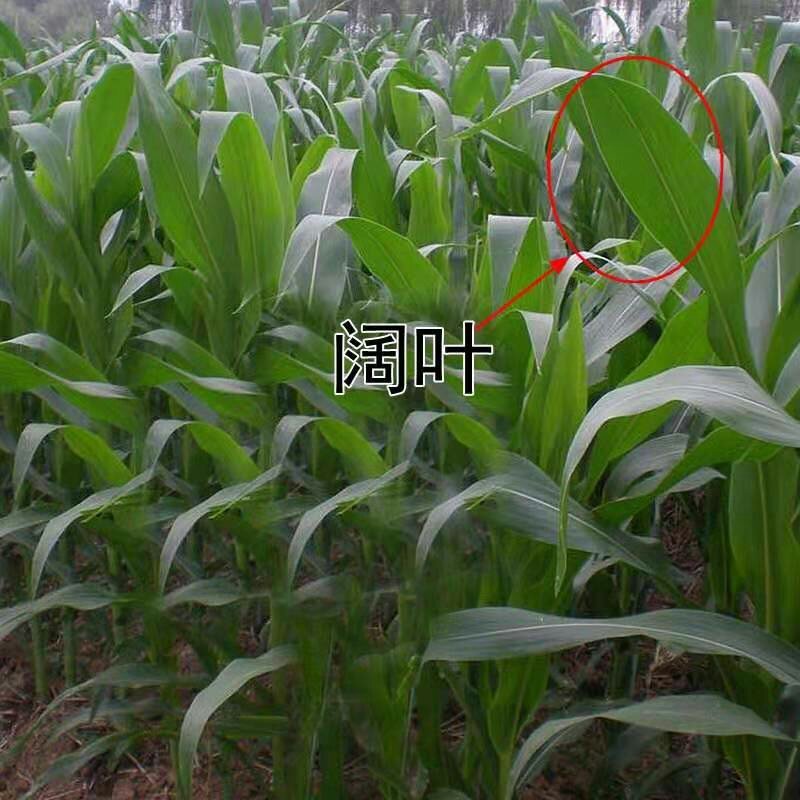 墨西哥玉米草种子优质高产多年生进口墨西哥玉米草种子包发芽