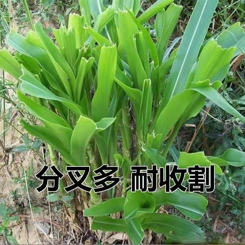 墨西哥玉米草种子优质高产多年生进口墨西哥玉米草种子包发芽