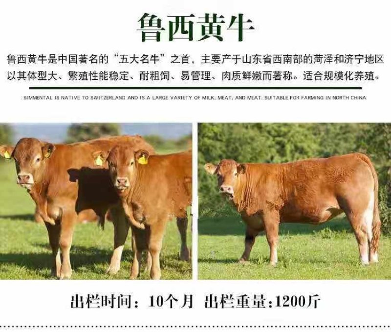 西门塔尔公牛厂家直销价格优惠货到付款包技术包回收