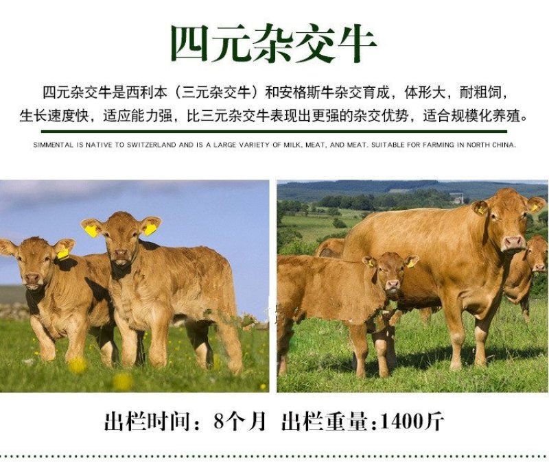西门塔尔公牛厂家直销价格优惠货到付款包技术包回收