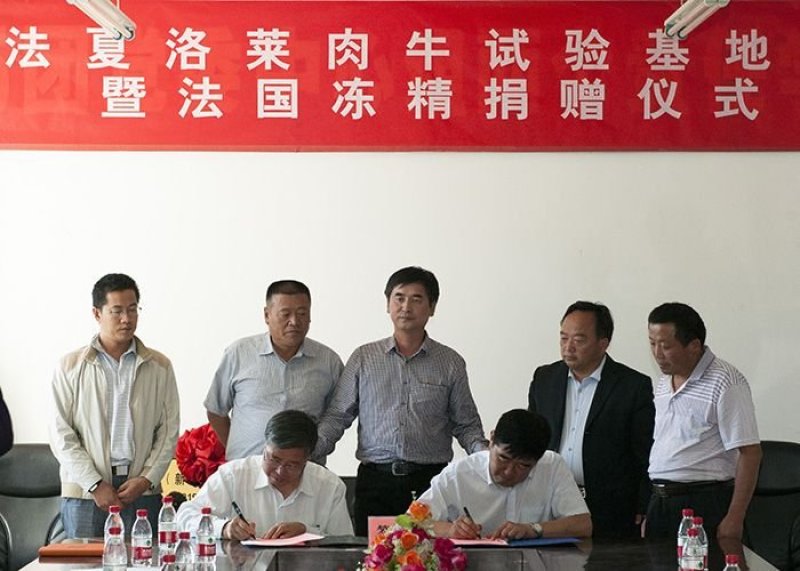 西门塔尔牛厂家直销包技术包成活包回收货到付款免