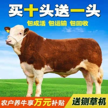 【西门塔尔牛犊】品种包纯价格不优惠货到付款包技术