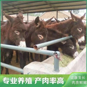 小毛驴厂家直销肉驴3-6个月的德州驴苗成年驴包成活包技术