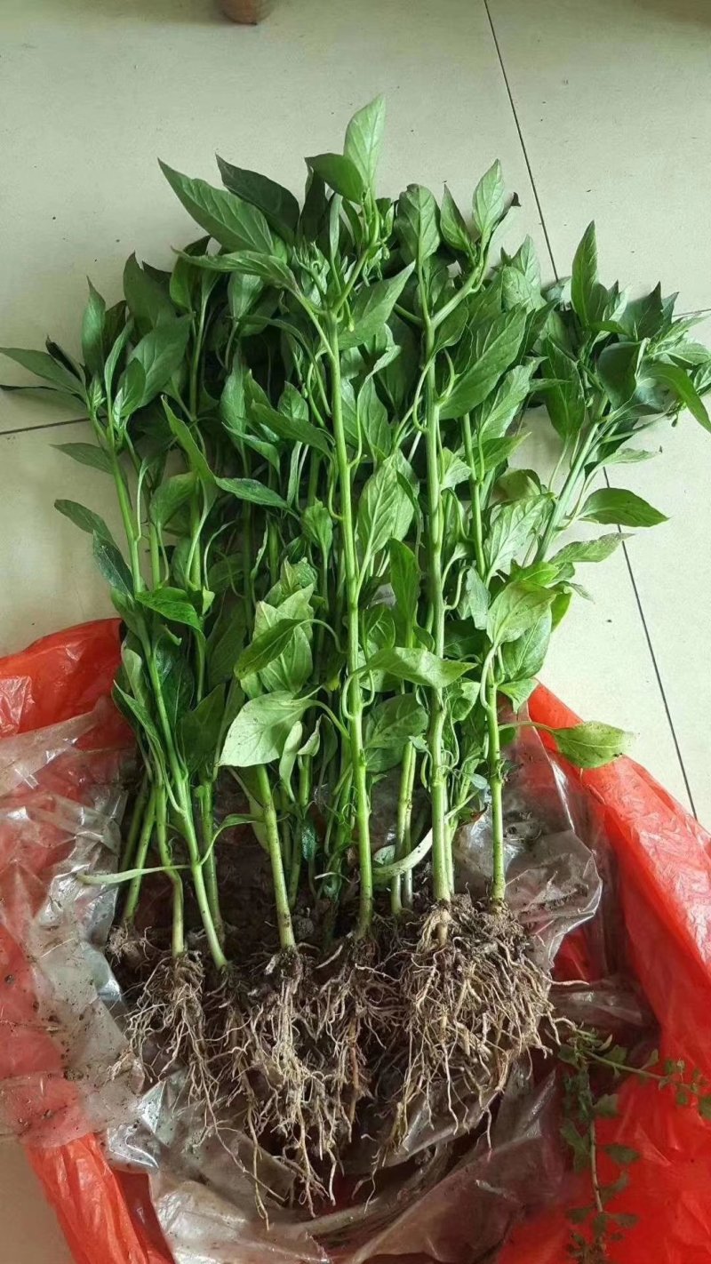 辣椒苗（货发全国市场、批发、基地、承接政府大型基地项目）