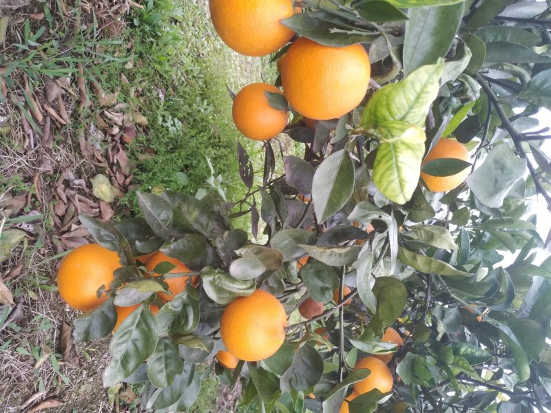 【有好货】阿尔及利亚夏橙苗/地苗/杯苗假一赔百