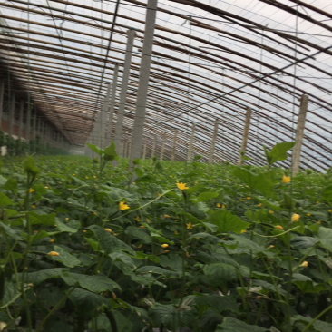 平度沙戈庄黄瓜水果黄瓜小黄瓜