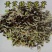 黄芪苗，黄芪子，纯低杆，质量保证