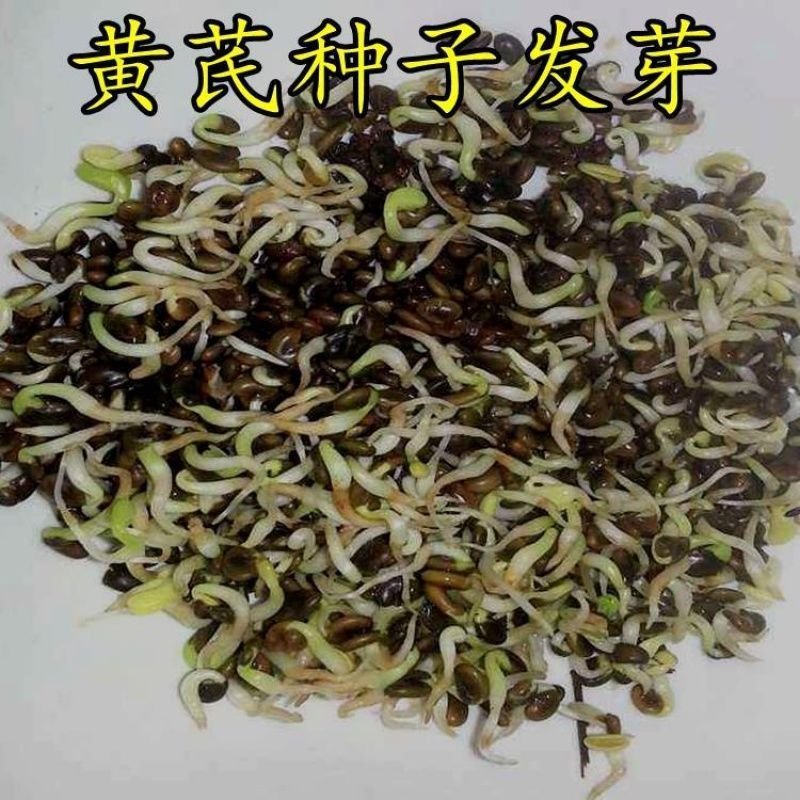 黄芪苗，黄芪子，纯低杆，质量保证
