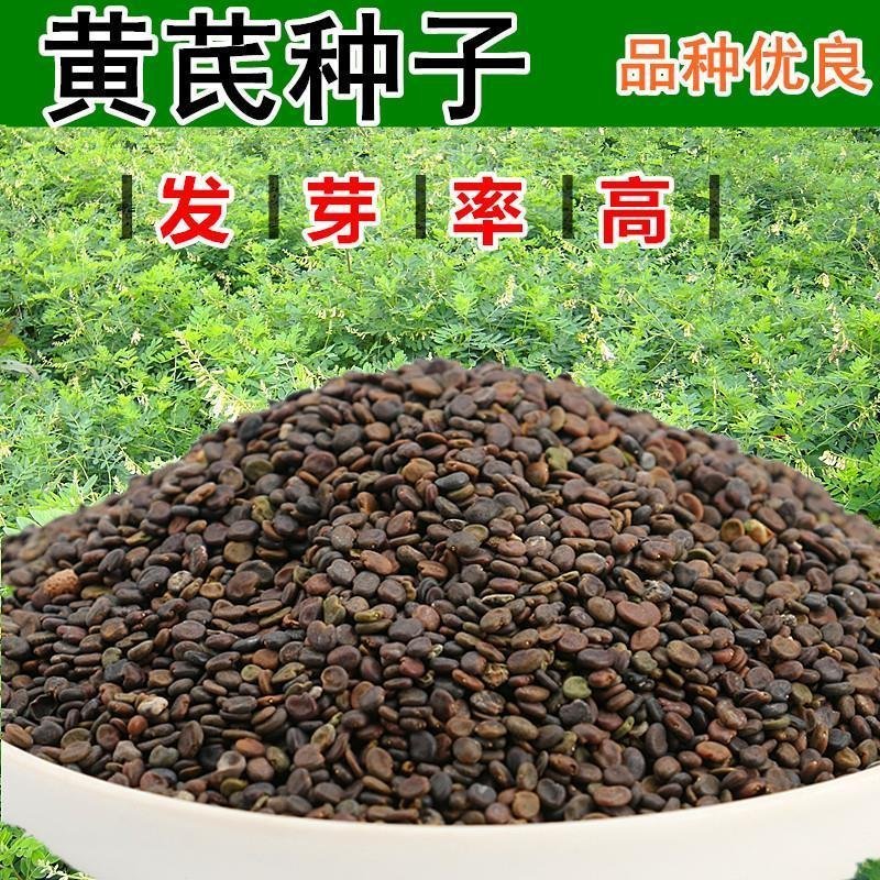 黄芪苗，黄芪子，纯低杆，质量保证