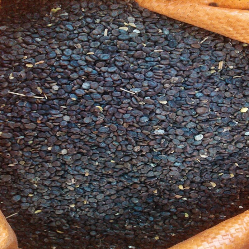 黄芪苗，黄芪子，纯低杆，质量保证