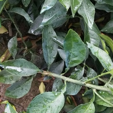 红美人苗（爱媛28号）一级