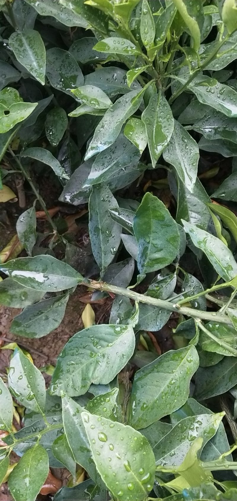 红美人苗（爱媛28号）一级