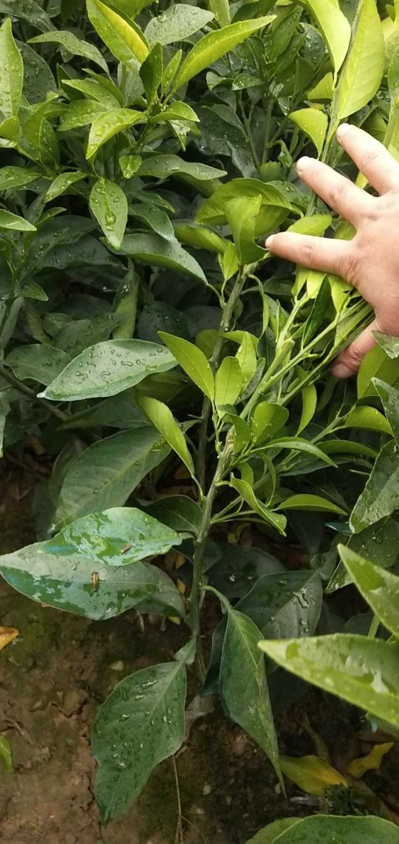 红美人苗（爱媛28号）一级