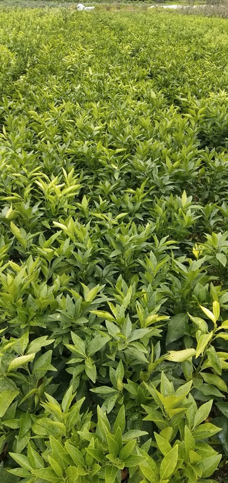 红美人苗（爱媛28号）一级