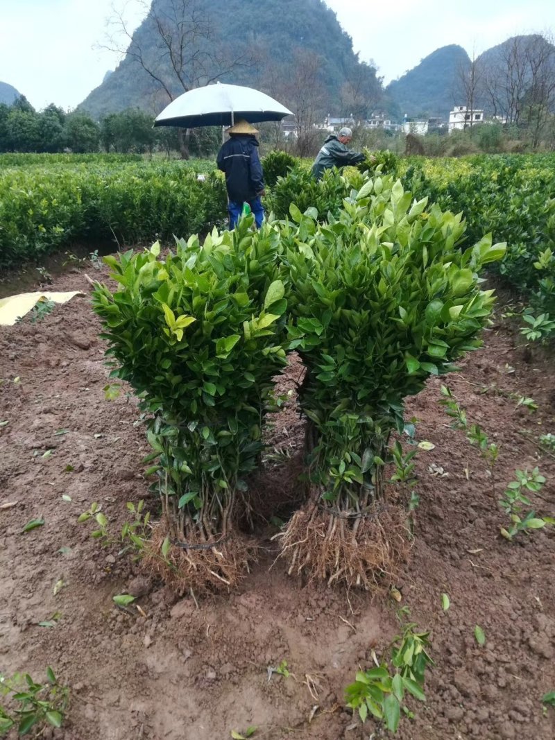 皇帝柑新苗（贡柑苗）杯苗产地直销价格优惠