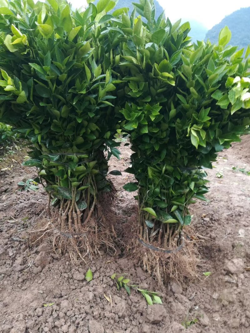 皇帝柑新苗（贡柑苗）杯苗产地直销价格优惠
