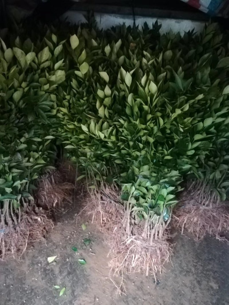 皇帝柑新苗（贡柑苗）杯苗产地直销价格优惠