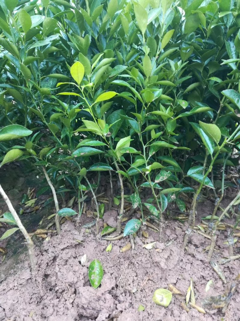 皇帝柑新苗（贡柑苗）杯苗产地直销价格优惠
