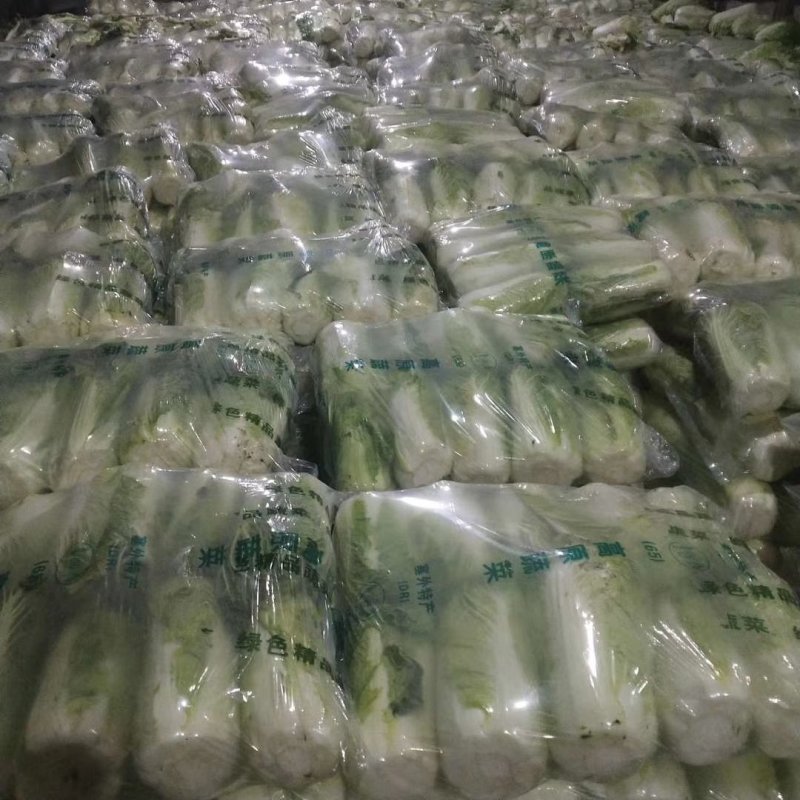 滦南储存大白菜正大量上市中，颗小，菜绿，质量好