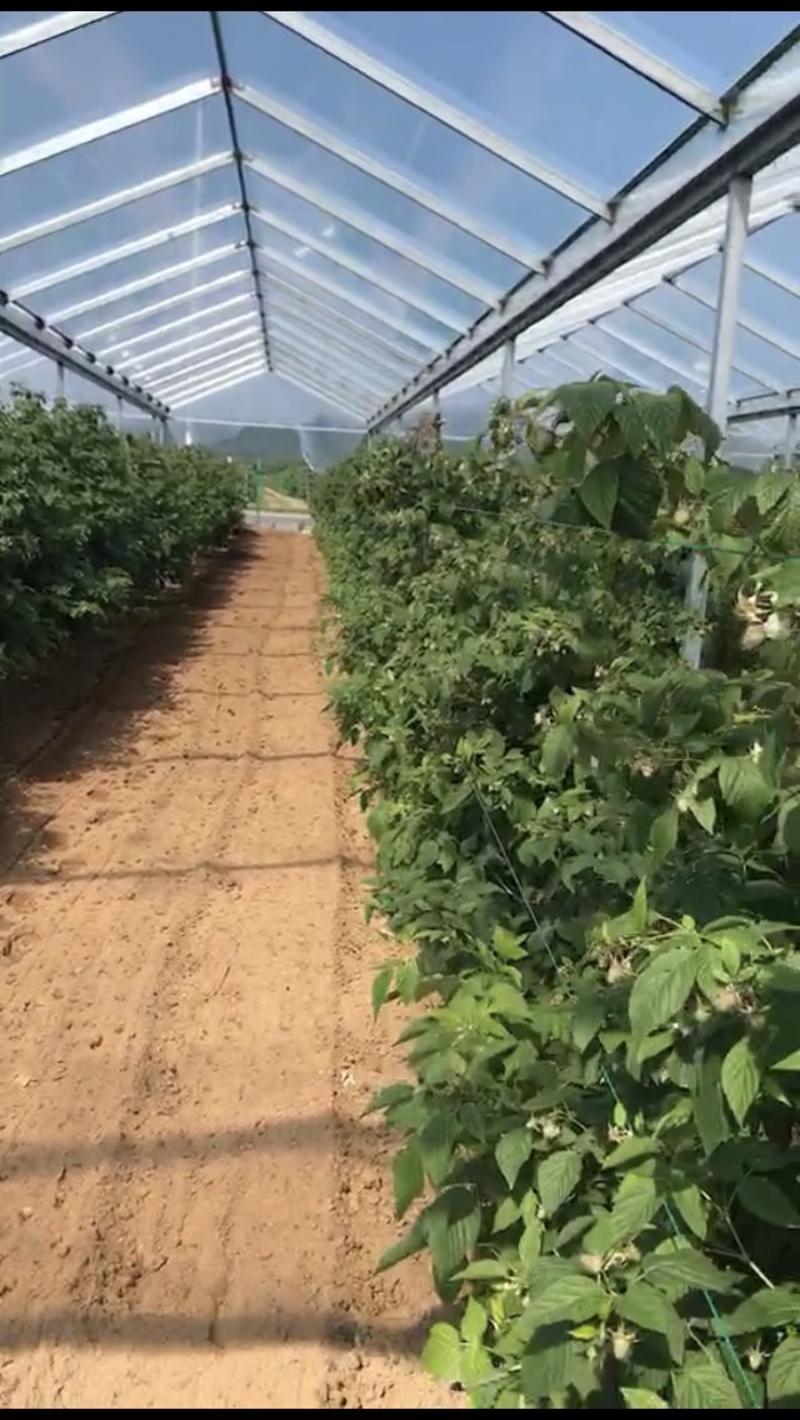 树莓苗，指导种植技术，基地直供