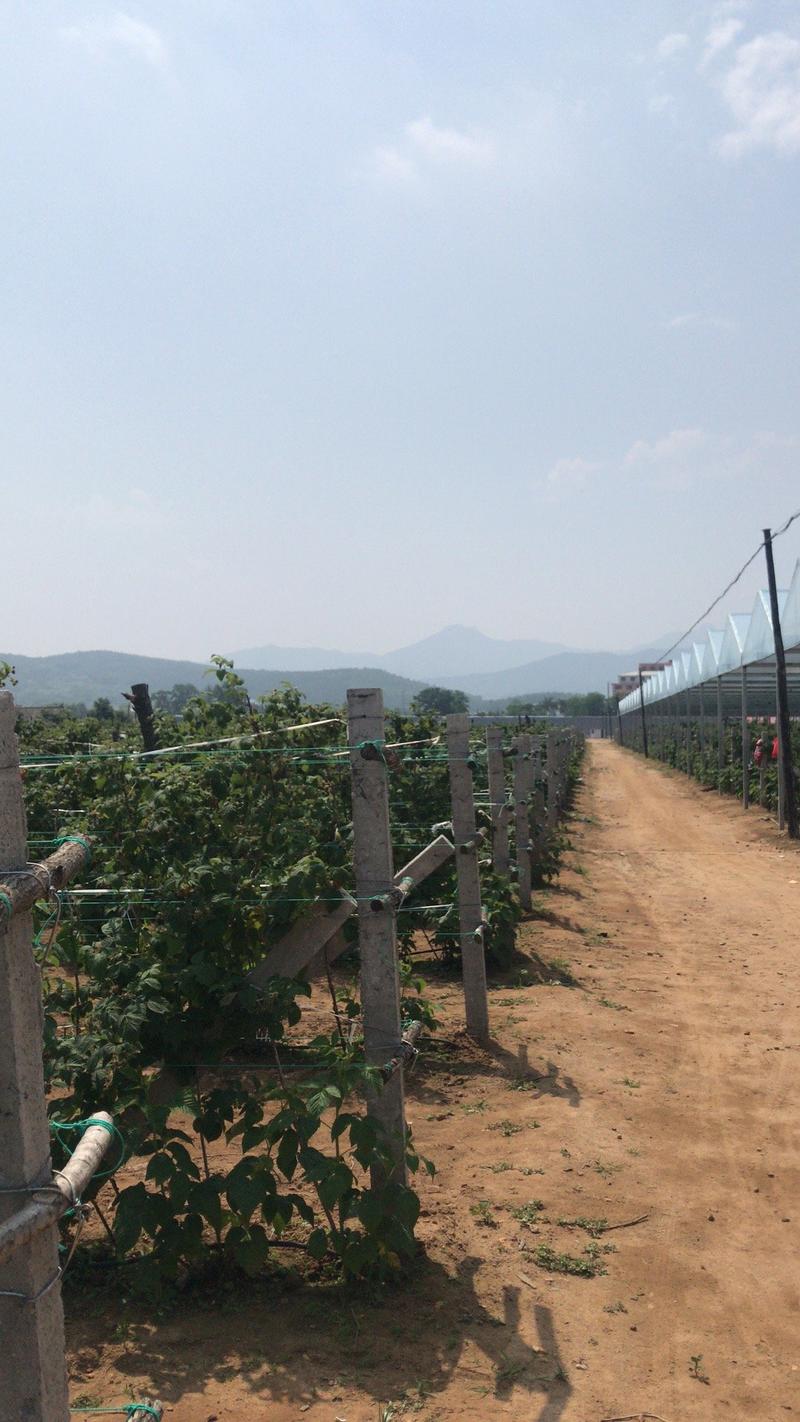 树莓苗，指导种植技术，基地直供