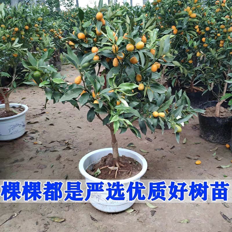 金桔盆栽树苗金枣盆景四季带果金橘子长青室内外地栽