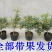 金桔盆栽树苗金枣盆景四季带果金橘子长青室内外地栽
