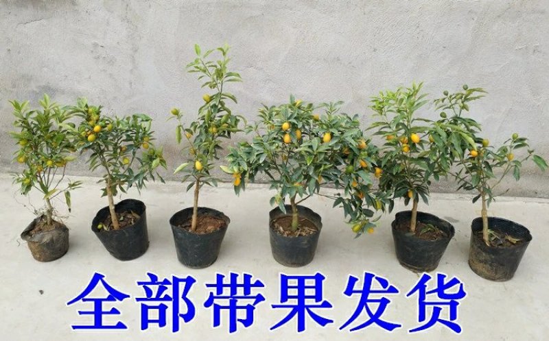 金桔盆栽树苗金枣盆景四季带果金橘子长青室内外地栽