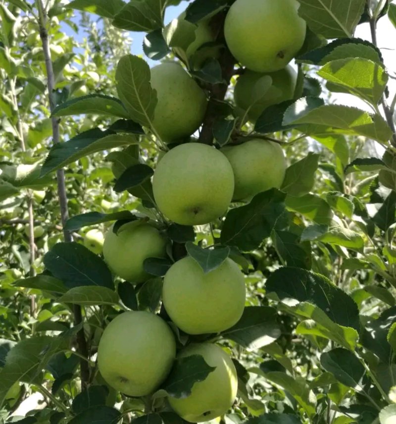 王林苹果树苗鲁丽苹果苗水蜜桃苹果苗批发