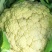 精品花菜，可以现砍。预防太阳暴晒，都用叶子盖上了