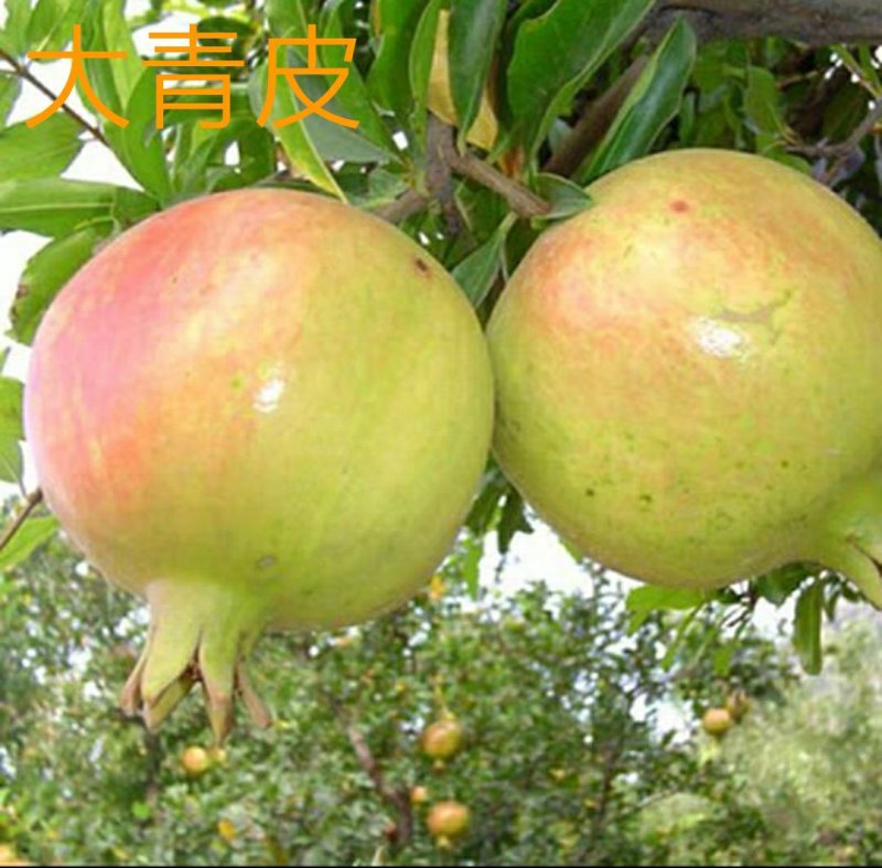 青皮石榴水晶无籽石榴苗树庭院果树苗地栽南北方种植