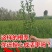 青皮石榴水晶无籽石榴苗树庭院果树苗地栽南北方种植