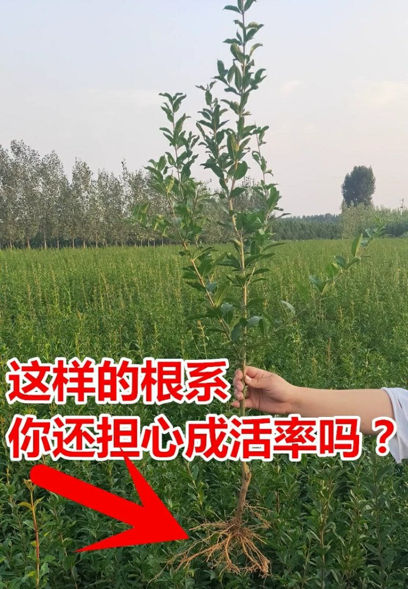 青皮石榴水晶无籽石榴苗树庭院果树苗地栽南北方种植