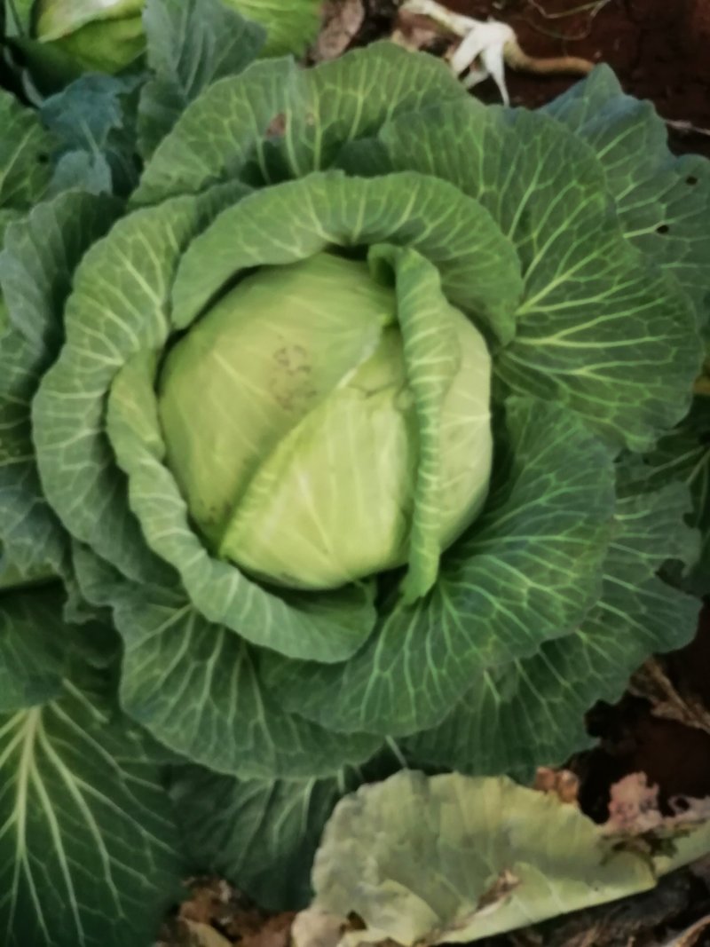 莲花白