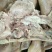 熟猪头肉，熟加工，质优价廉