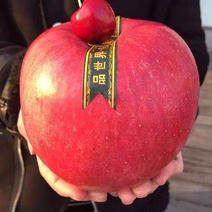 新品种巨型红富士苹果苗含糖量18-20果实重1050克
