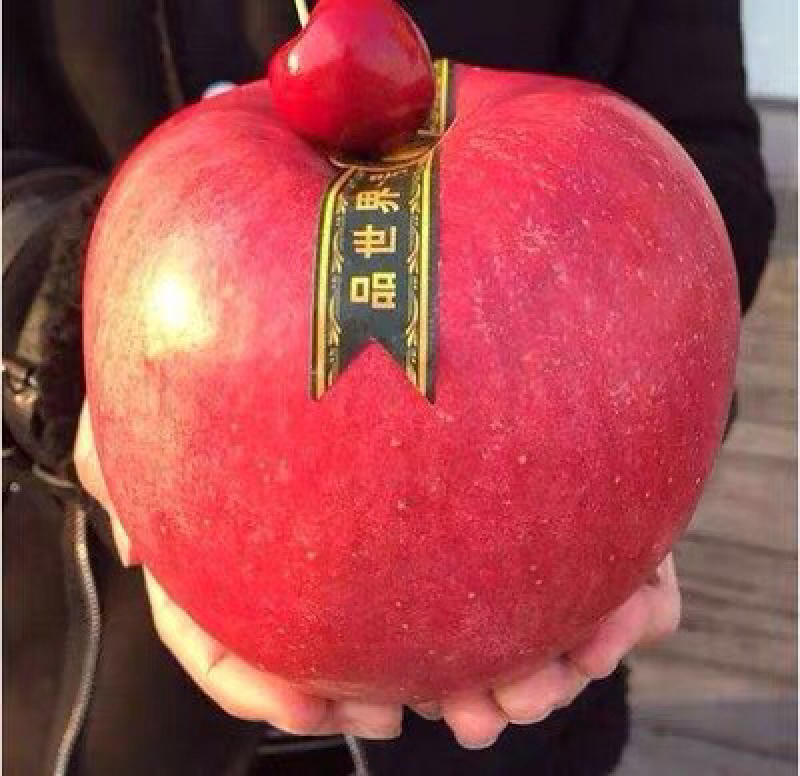 新品种巨型红富士苹果苗含糖量18-20果实重1050克