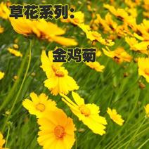 【金鸡菊种子】四季易播速生多年生大花金钱菊种子