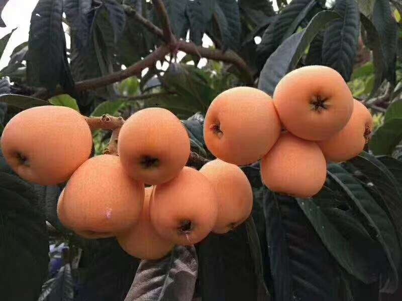 米易高山枇杷。。。。。。，，，，，，，，。。