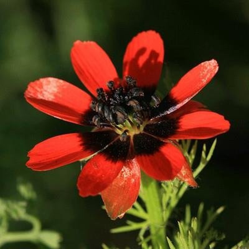 福寿花种子单瓣鲜红色籽种子花卉种孑鲜花种子四季庭院
